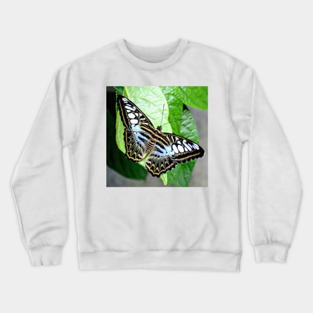 Blue Tiger Butterfly Crewneck Sweatshirt by Scubagirlamy